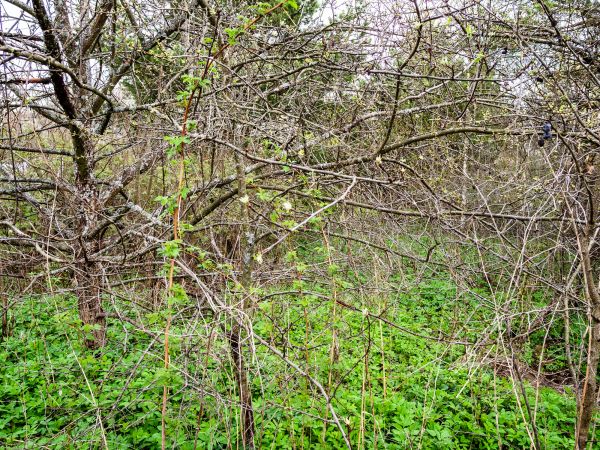 Underbrush Clearing in Crown Point