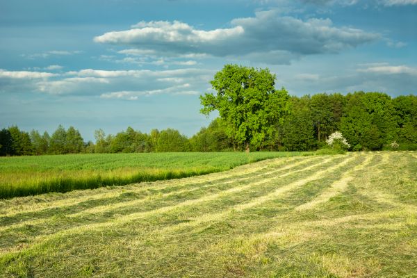 Cost of Vegetation Removal in Crown Point