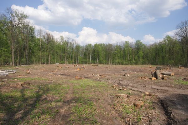 Pasture Clearing in Crown Point