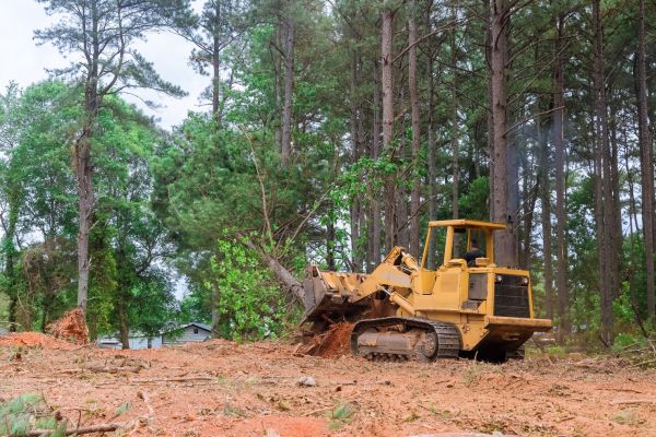Forest Thinning in Crown Point