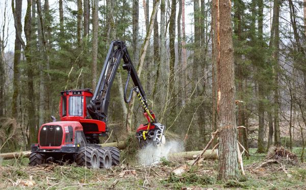 Forest Clearance Service in Crown Point