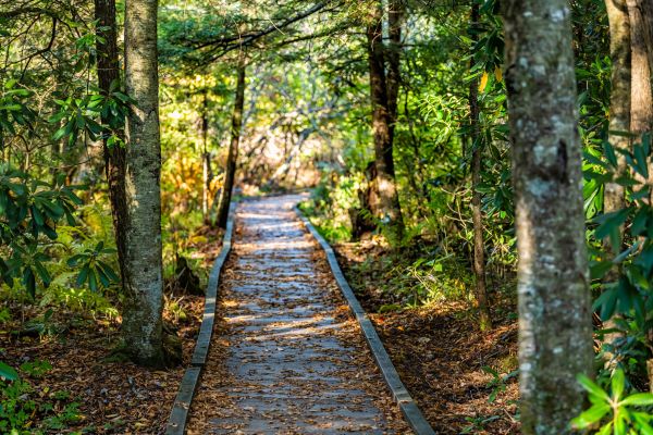 Cost of Trail Clearing in Crown Point